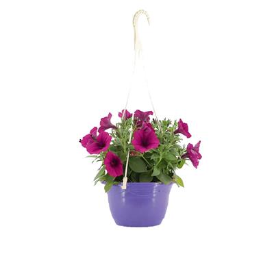 Petunya Askılı Mix 20 - 30 Cm