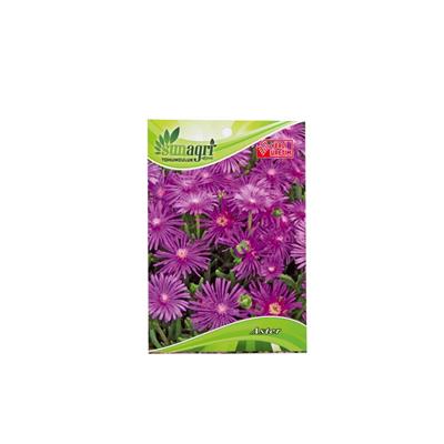 Sunagri Aster Çiçeği Çiçek Tohumu