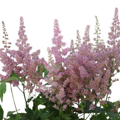 Astilbe (Yalancı Keçi Sakalı) 40-60 Cm