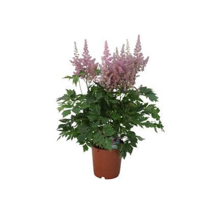 Astilbe (Yalancı Keçi Sakalı) 40-60 Cm