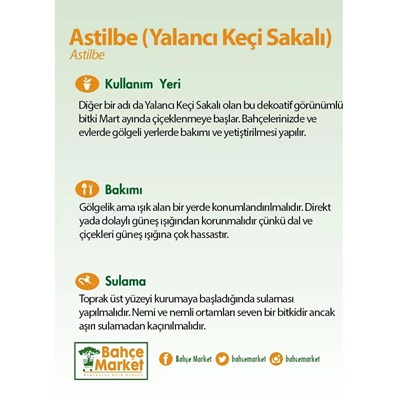 Astilbe (Yalancı Keçi Sakalı) 40-60 Cm