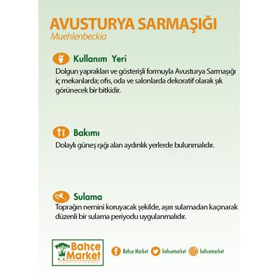 Avusturya Sarmaşığı Askılı