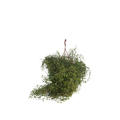 Avusturya Sarmaşığı Askılı