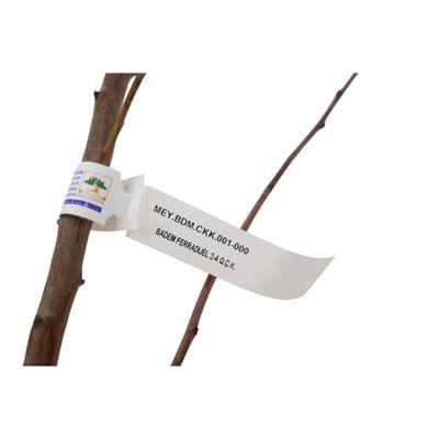 Badem Fidanı Ferraduel Çıplak Kök