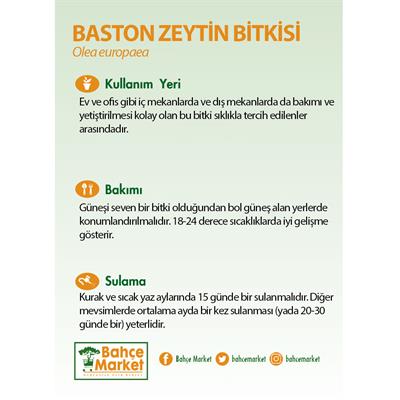 Baston Zeytin Bitkisi  Boy 40-60 Cm