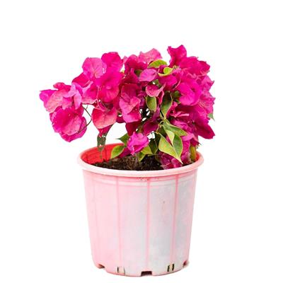 Begonvil Çiçeği 20-40 Cm