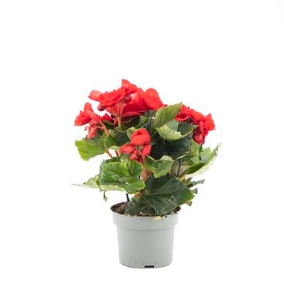 Begonya Çiçeği 30-40 Cm