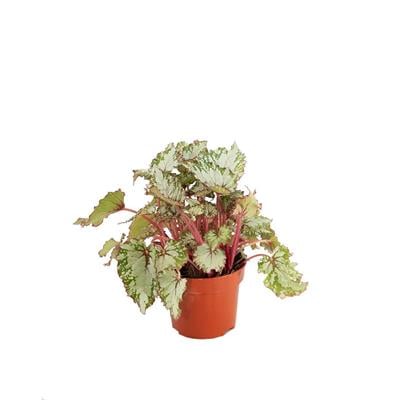 Begonya Rex 20 - 30 Cm