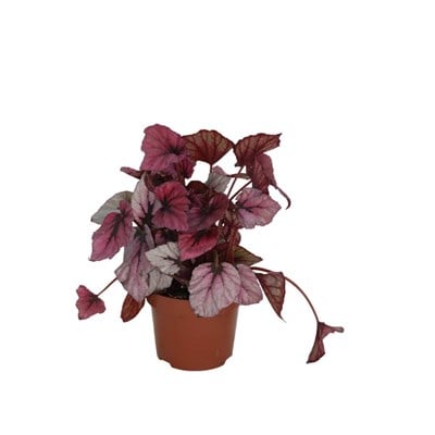 Begonya Rex 20 - 30 Cm