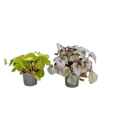 Begonya Rex 20 -30 Cm