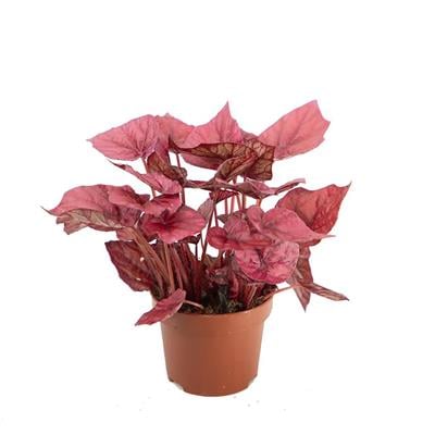 Begonya Rex 20 - 30 Cm