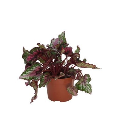 Begonya Rex 20 - 30 Cm