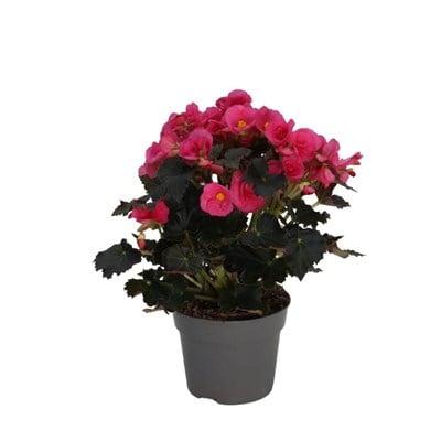 Begonya Toran (Katmerli Begonya)