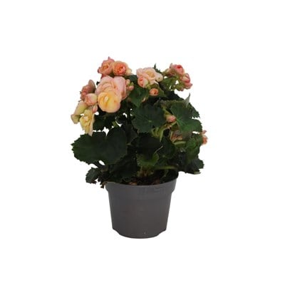 Begonya Toran (Katmerli Begonya)