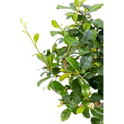 Bonsai Carmona Yeşil