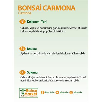 Bonsai Carmona Yeşil