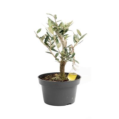 Bonsai Zeytin - Boy 10-20 Cm Yeşil