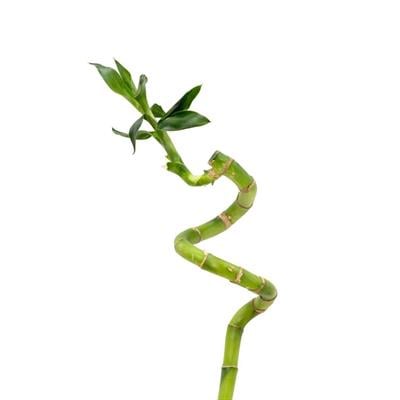 Burgulu Bambu - Boy 80 Cm Yerli