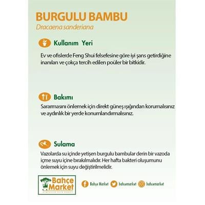 Burgulu Bambu - Boy 80 Cm Yerli