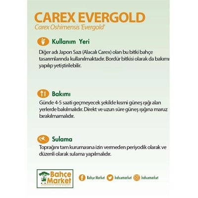 Carex Evergold Bitkisi 30-40 Cm
