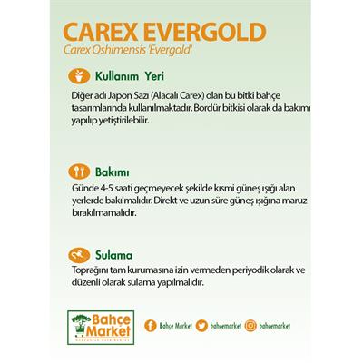 Carex Evergold Bitkisi
