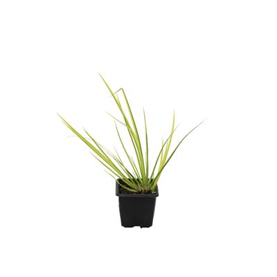 Carex Evergold Bitkisi