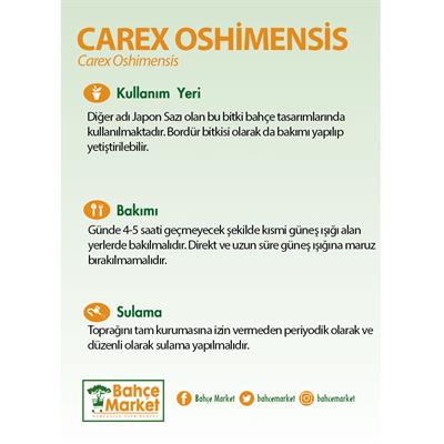 Carex Oshimensis Bitkisi