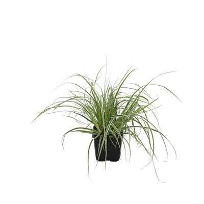 Carex Oshimensis Bitkisi