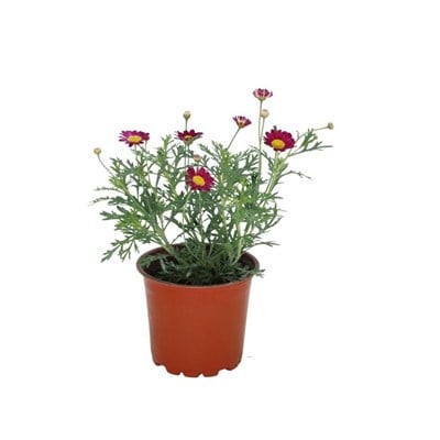 Çeşme Papatyası 10-20 Cm