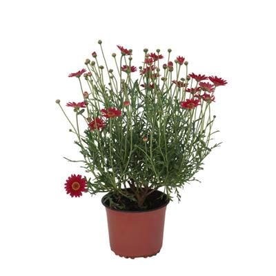 Çeşme Papatyası 10-20 Cm