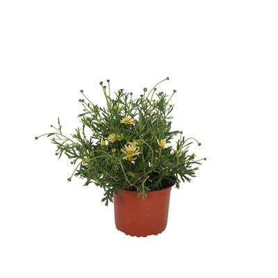 Çeşme Papatyası 10-20 Cm