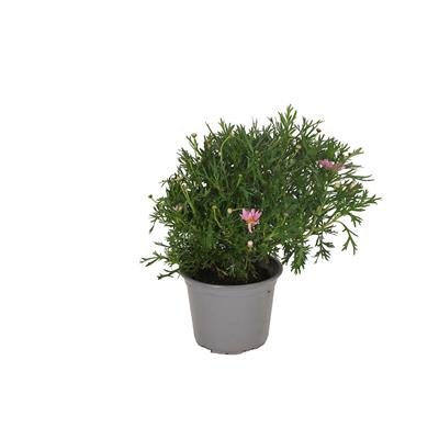 Çeşme Papatyası 10-20 Cm