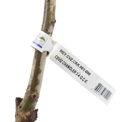 Ceviz Fidanı Chandler Çıplak Kök