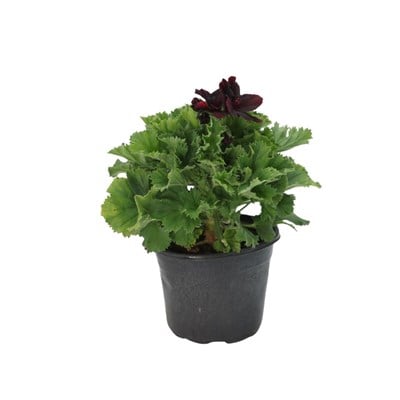 Ceylan Gözü Bitkisi