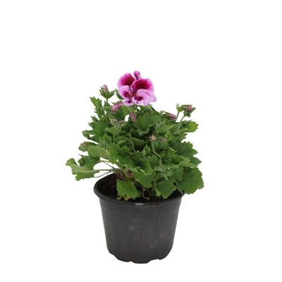 Ceylan Gözü Bitkisi