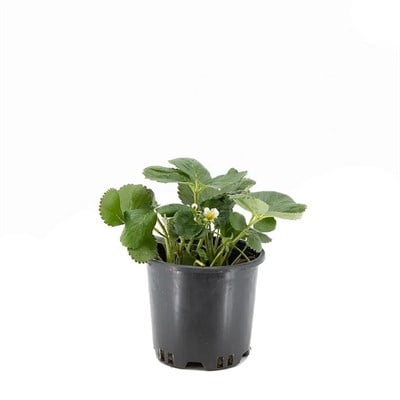 Çilek Fidesi 10-20 Cm