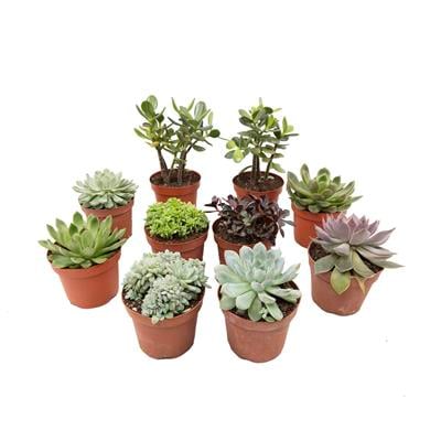 Crassula  10- 20 Cm Yeşil