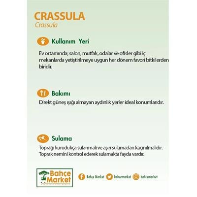 Crassula Aranjman 20-30 Cm