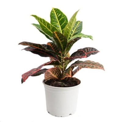 Croton- Kroton Petra