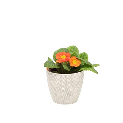 Çuha Çiçeği 10 - 15 Cm