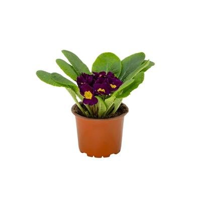 Çuha Çiçeği 10 - 15 Cm