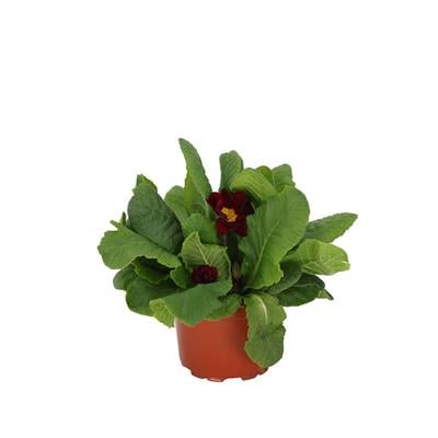 Çuha Çiçeği 10 - 15 Cm