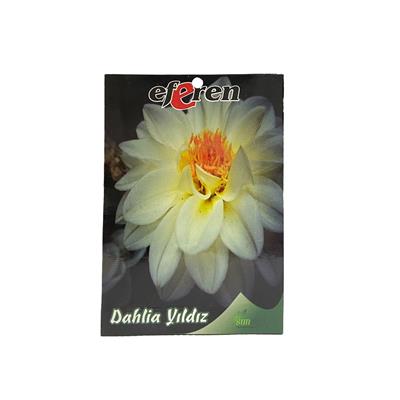 Dahlia Yıldızı Çiçeği Çiçek Tohumu