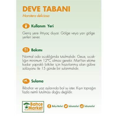 Deve Tabanı 40 - 60 Cm Yeşil