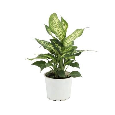 Difenbahya (Dieffenbachia Camilla Compacta) Yeşil