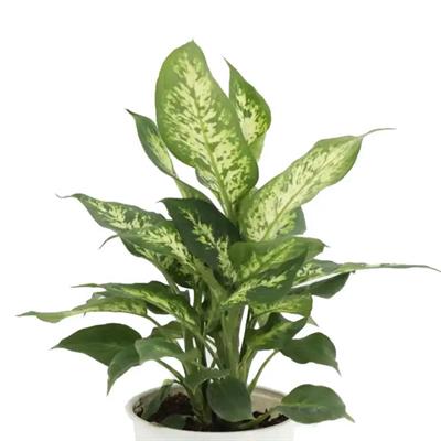 Difenbahya (Dieffenbachia Camilla Compacta) Yeşil
