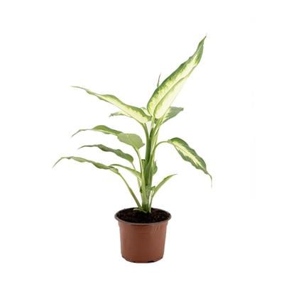 Difenbahya (Dieffenbachia Mars) Yeşil