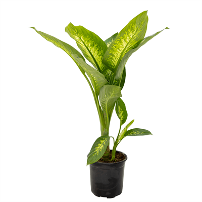 Difenbahya (Dieffenbachia Tropic Snow) 80-100 Cm