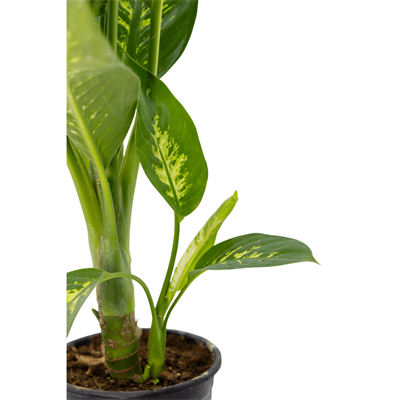 Difenbahya (Dieffenbachia Tropic Snow) 80-100 Cm