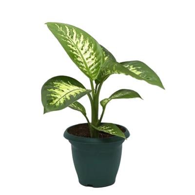 Difenbahya (Dieffenbachia Tropic Snow) Bitkisi - Çap 17 Cm - Boy 40-60 Cm Yeşil